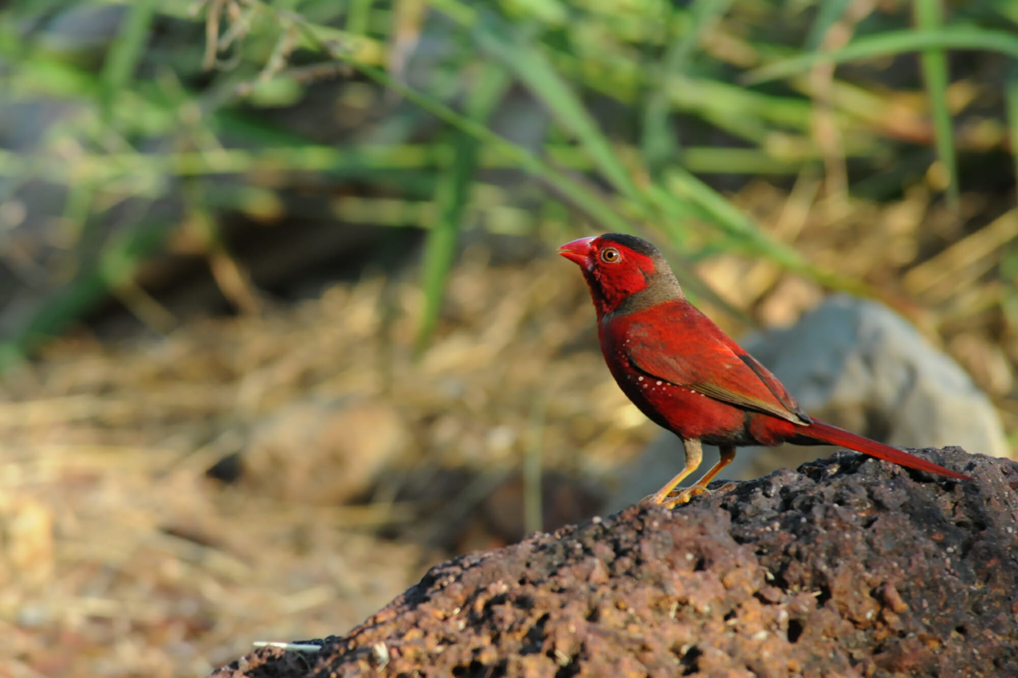 Best spots to see native Australian animals Adelaide to Darwin road trip