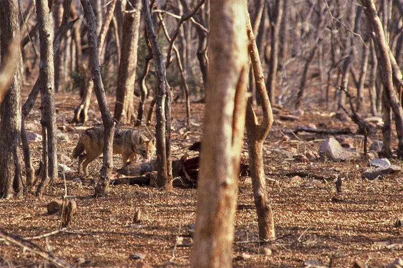 Wildlife watching in Ranthambore - jackal scavenging the tiger's kill