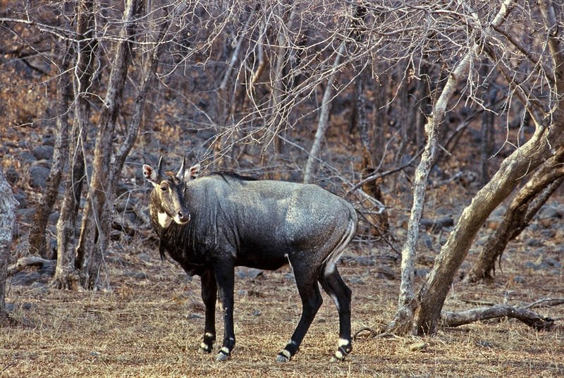 Wildlife of Ranthambhore - Nilgai or the Blue Bull 
