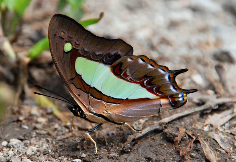 Butterflies of Thailand - Common naab