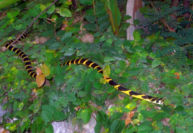 Juvenile King cobra