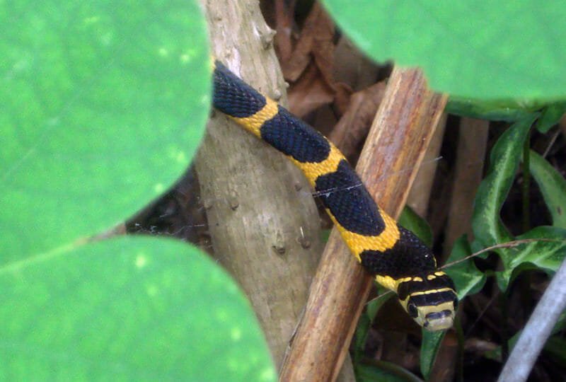 Juvenile King cobra in Khao Yai National Park