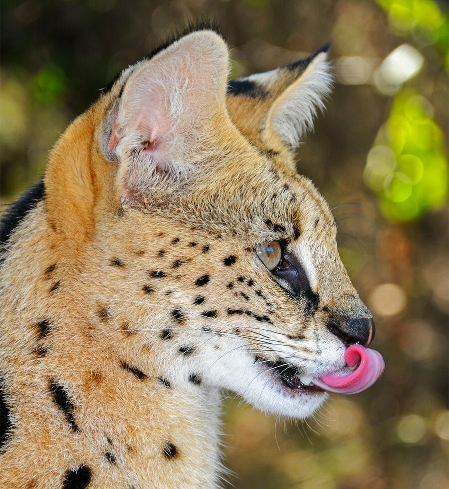 Serval - wild cats of africa