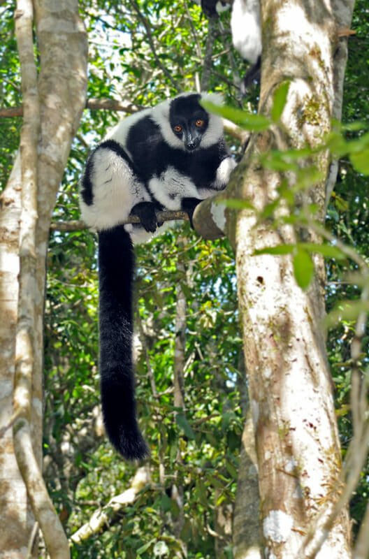 Wildlife of the Garden Route: Black and White lemur