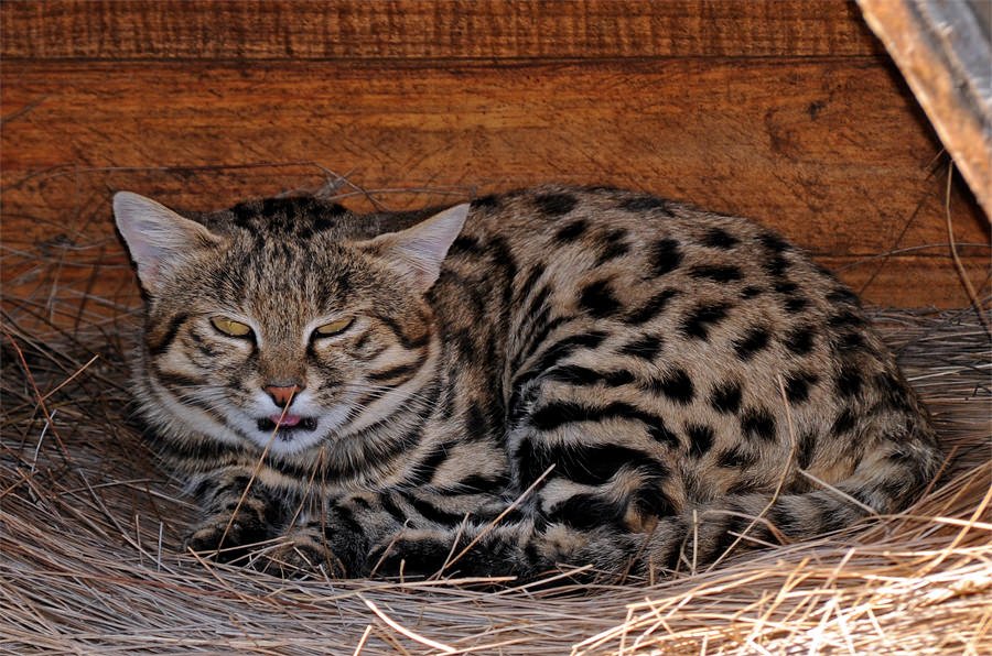 Wildlife of the Garden route - Black-footed cat at Tenikwa