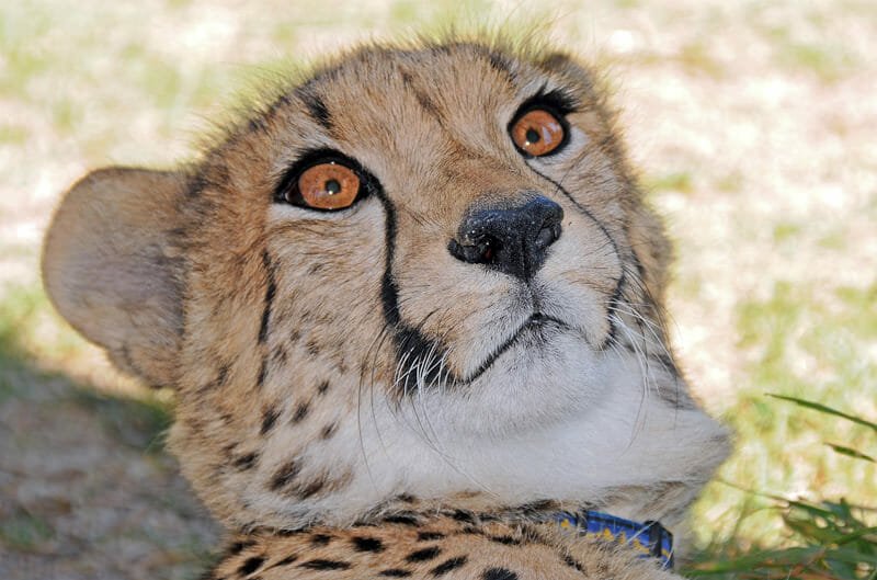 Young cheetah at Cheetah Outreach