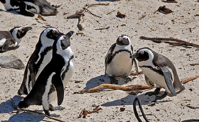 South African penguins at Boulders beach