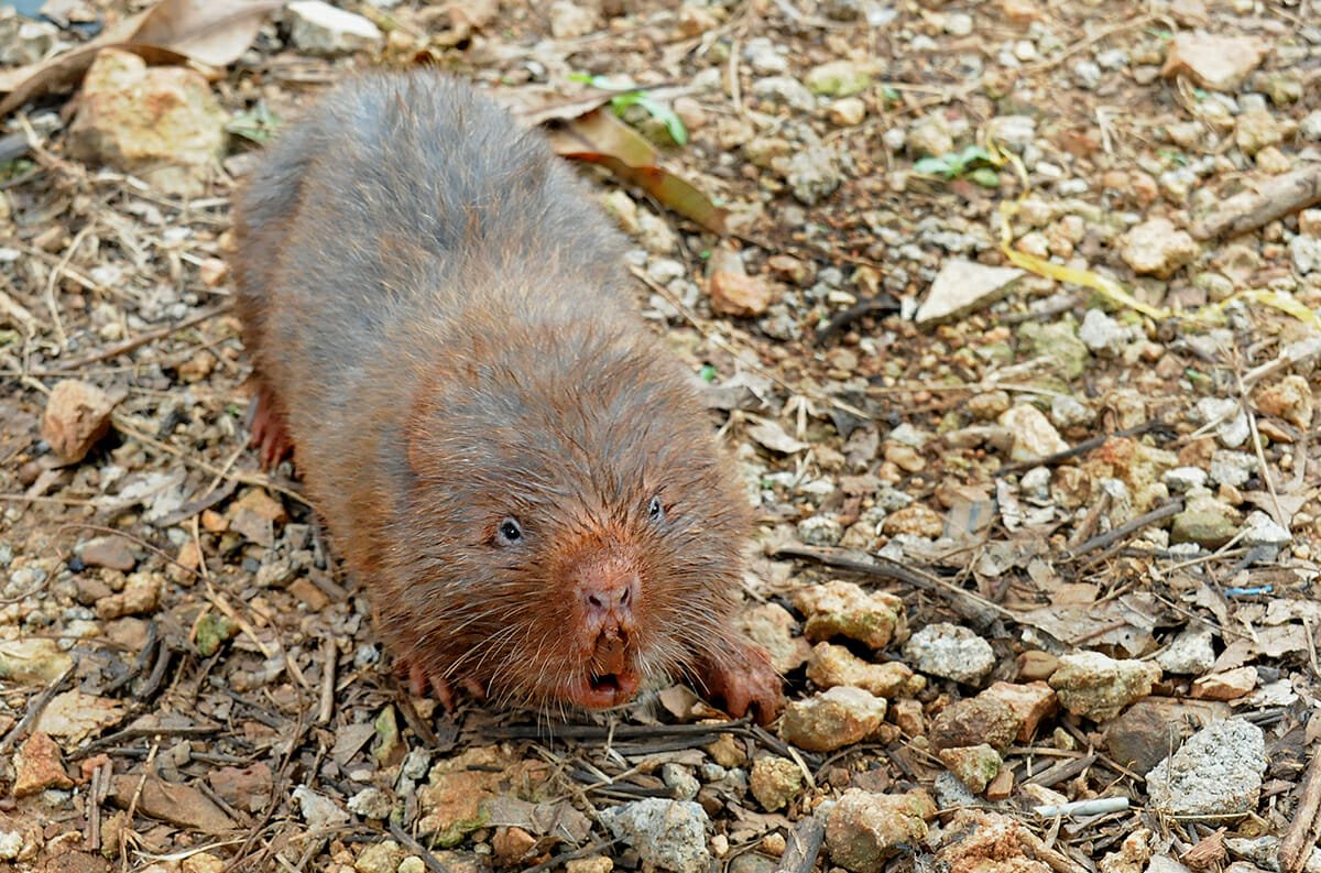Lesser bamboo rat in western forest complex