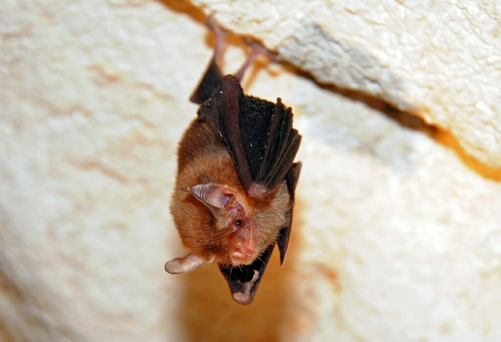 Kitti's hog-nosed (or Bumblebee) bat