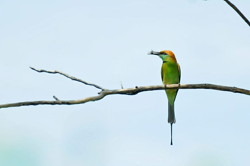 Green bee-eater western forest complex