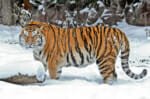 Siberian tiger at Moscow zoo