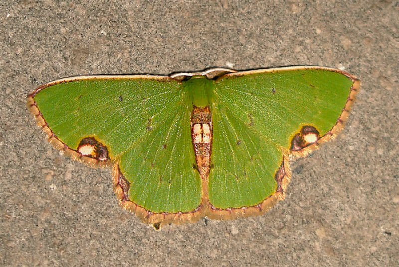 Moths of Thailand - Spaniocentra sp