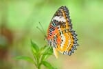 butterflies of Thailand - Malay lacewing in Erawan National Park