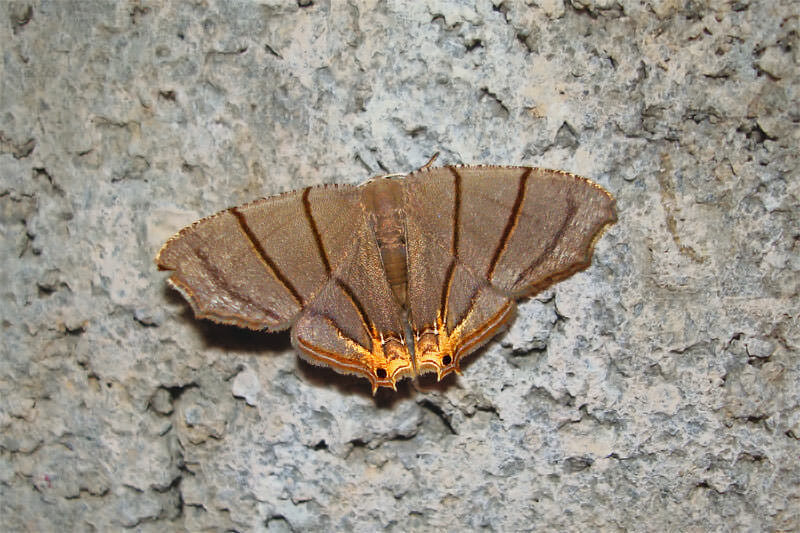 Moths of Thailand - Unidentified