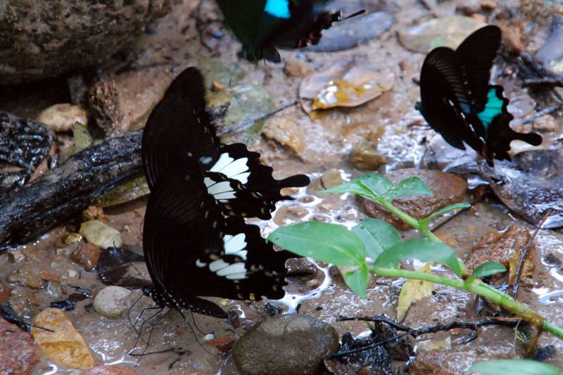 Butterflies of Thailand - Common Helen 