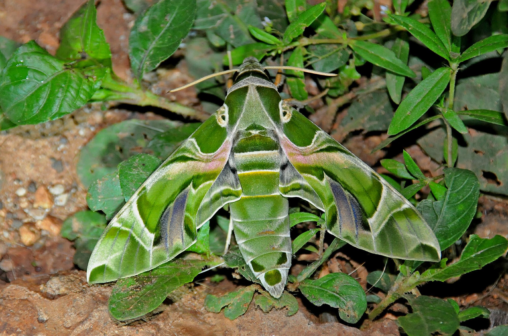 Moth's of Thailand - Oleander hawkmoth