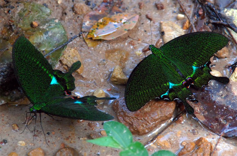 Emerald Peacock butterfly in Khao Yai National Park