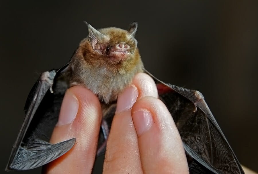 Kitti’s Hog-nosed bat in Kanchanaburi
