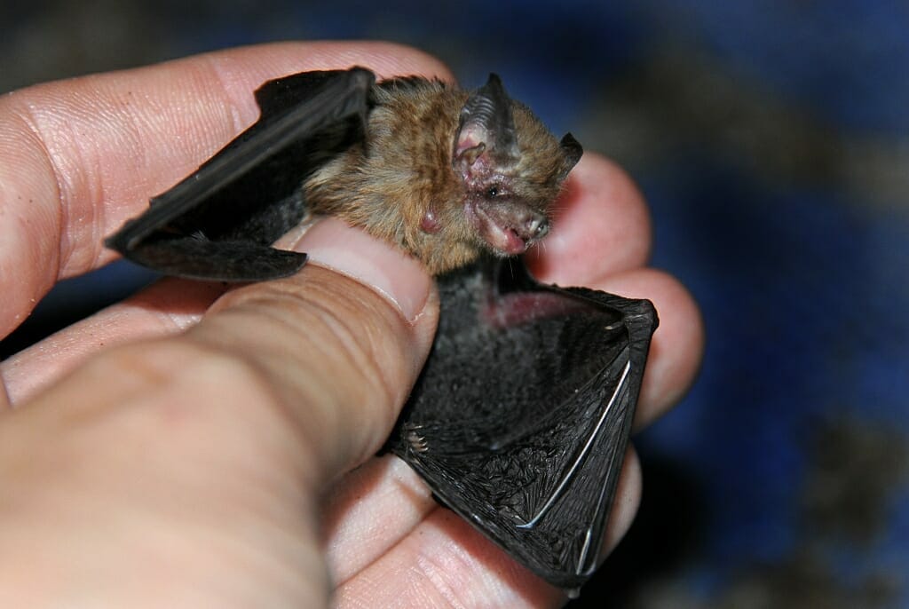 Male Kitti's hog-nosed bat 