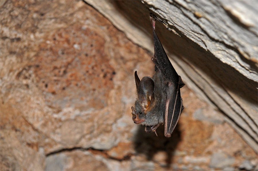 Lesser false vampire bat