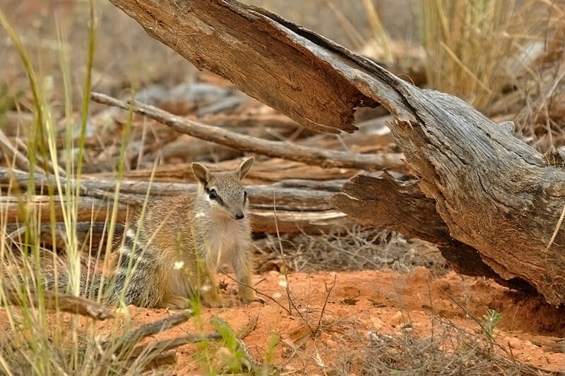 Mammals of Australian Outback - Numbat