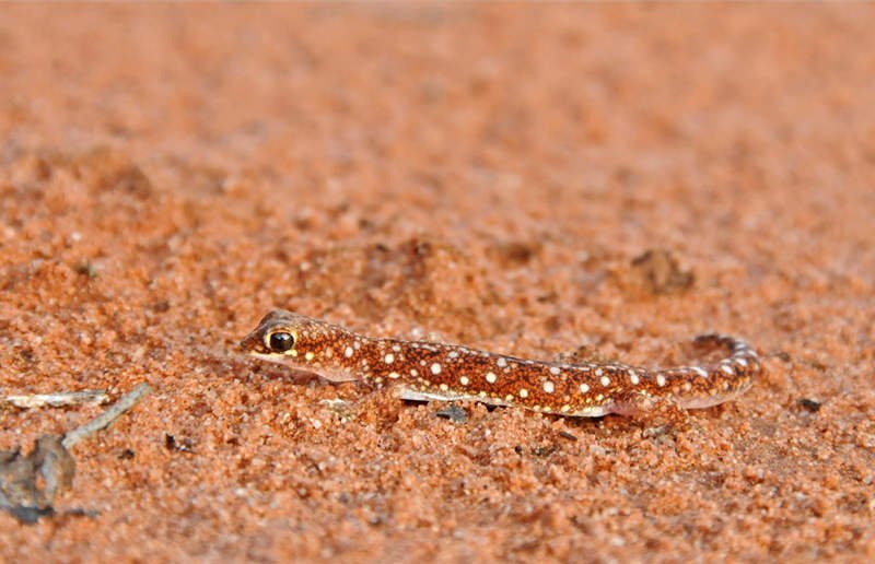 Reptiles of Australian Outback - Beaked gecko
