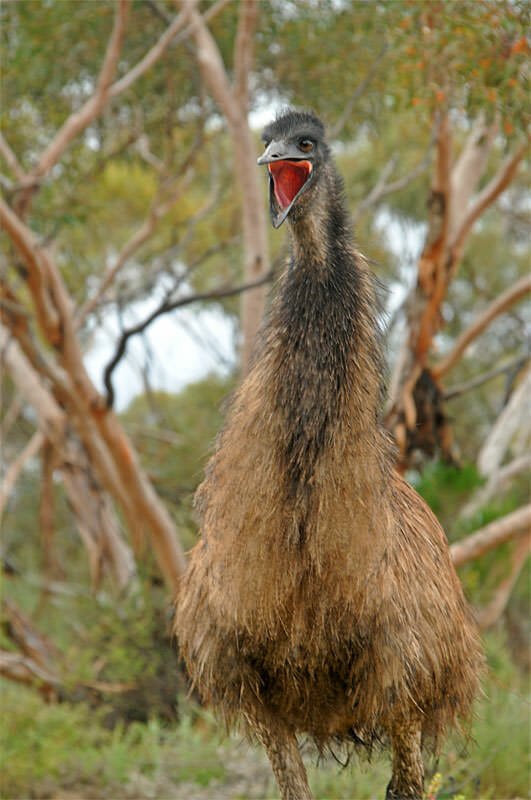 Wildlife of Flinders Ranges - Emu warding off intruders