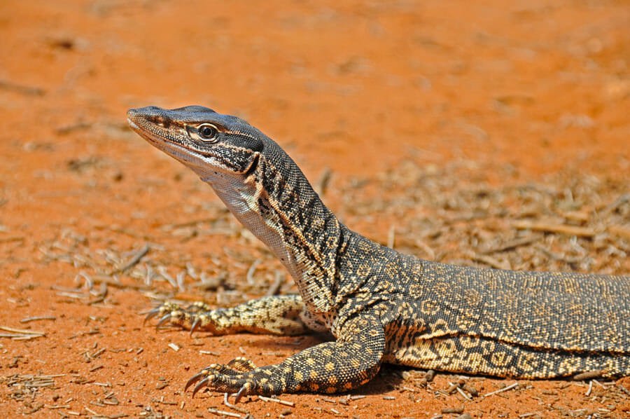 Australian reptiles - Sand goanna