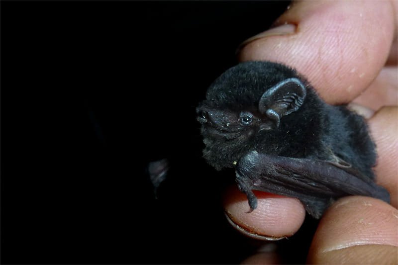 Mammals of Australian Outback - Little pied bat