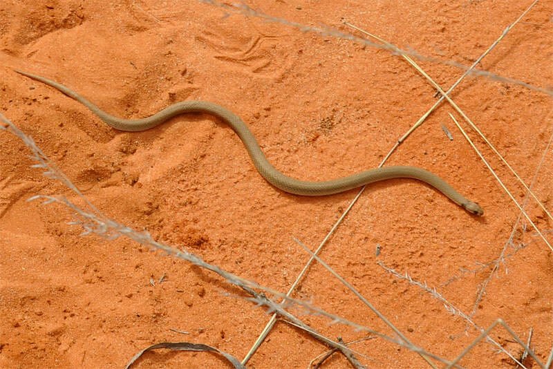 Ringed brown snake