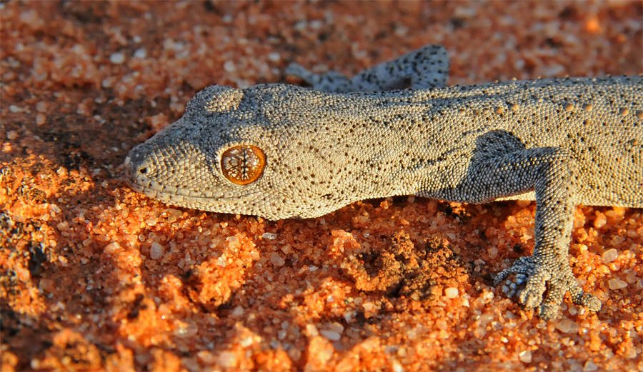 Velvet gecko
