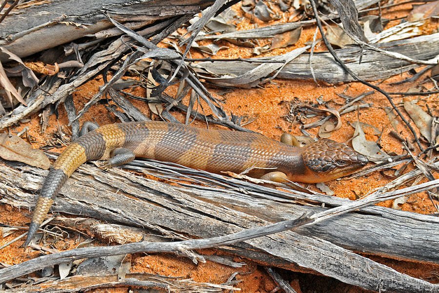 Australian reptiles - Western blue-tongue