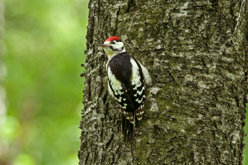 Birds of Moscow - Great spotted woodpecker