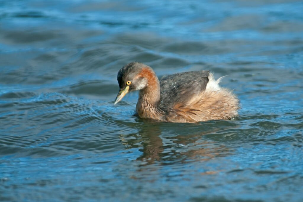 Birds of Australian Outback - Australasian grebe