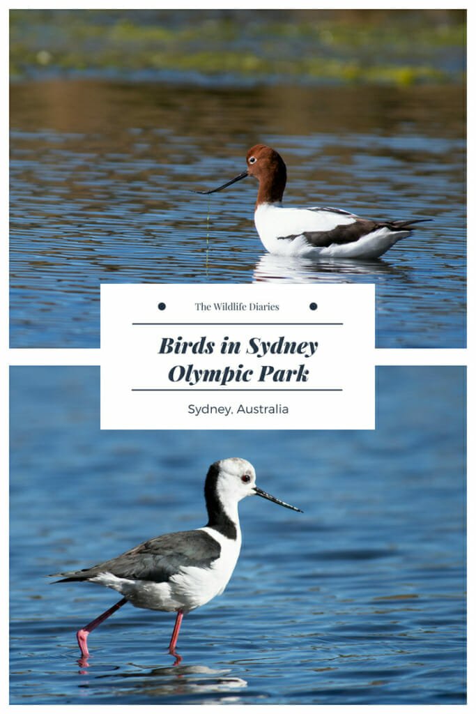Birds in Sydney Olympic Park Best birdwatching in Sydney #birdwatching #sydney #blackwingedstilt