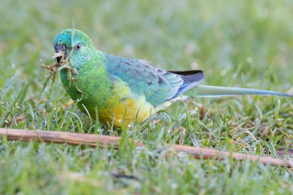 Birds of Australian Outback - Male red-rumped parrot