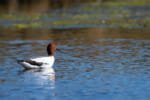 Red-necked Avocet NSW