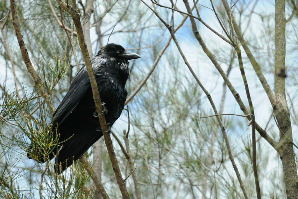 Australian raven in Sydney Olympic Park