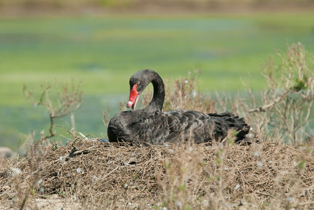 Birds of Sydney Olympic Park - Black swan on the nest