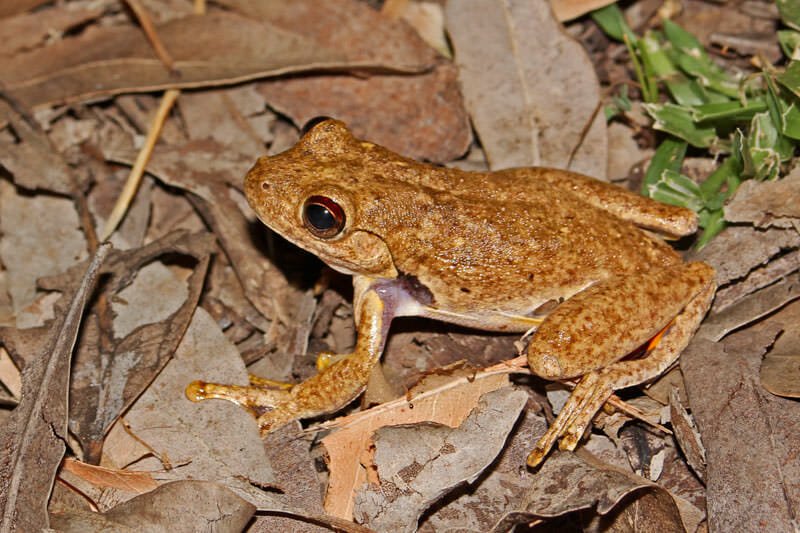 Roth's tree frog at Mataranka