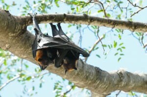 Little red flying fox