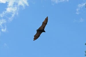 Black flying fox in Kakadu