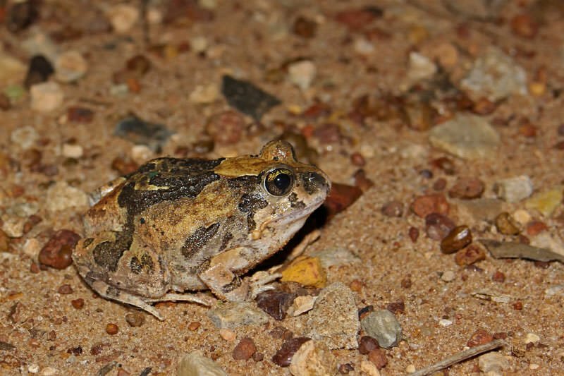 Wildlife of Mataranka - Ornate burrowing frog