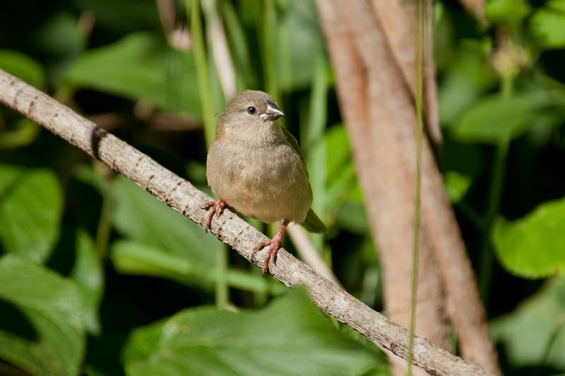 Red-browed finch (female)