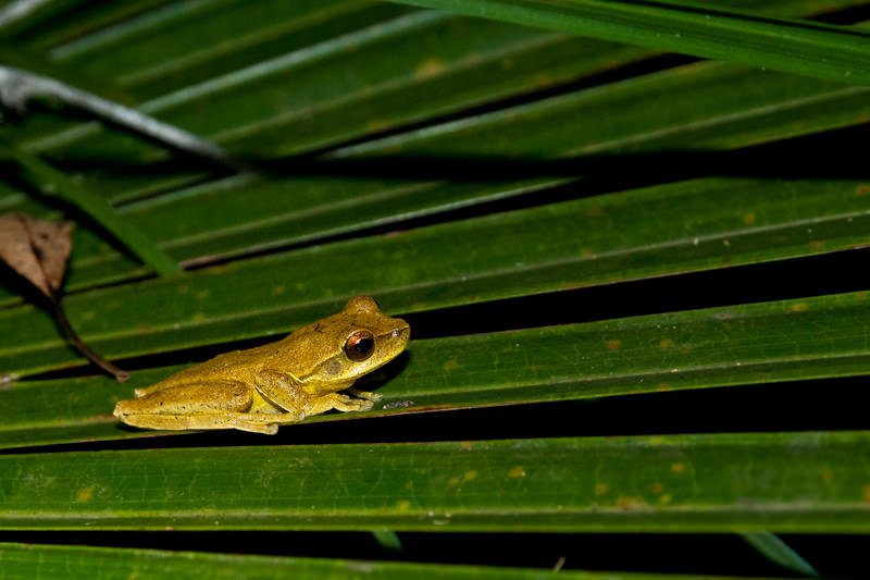 Jervis Bay tree frog