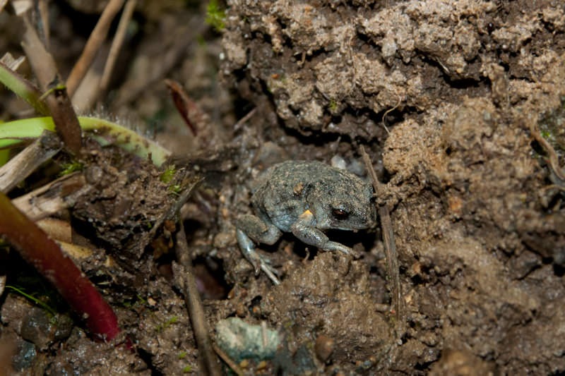 Red-backed toadlet