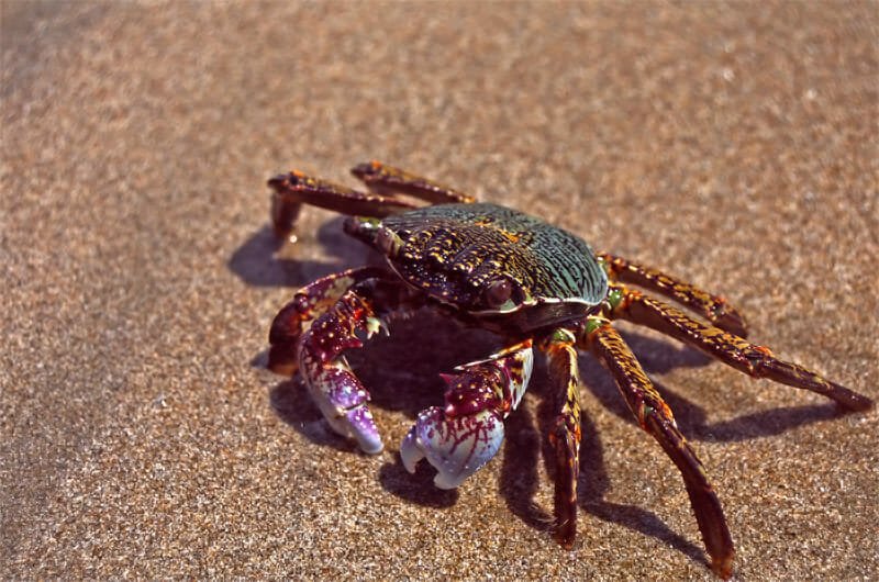 Crab on Koh Jum Island