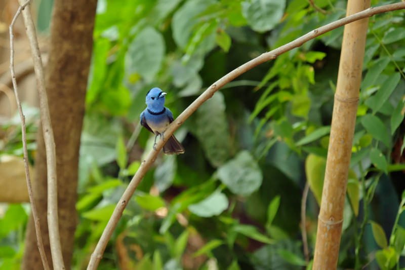 Blue-naped monarch, Thailalnd