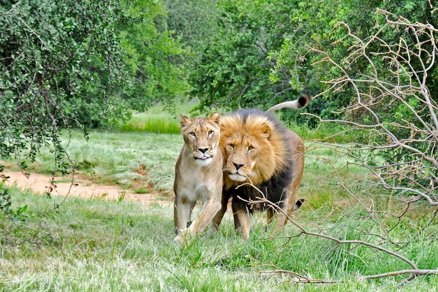 Wild cats of Africa - lion