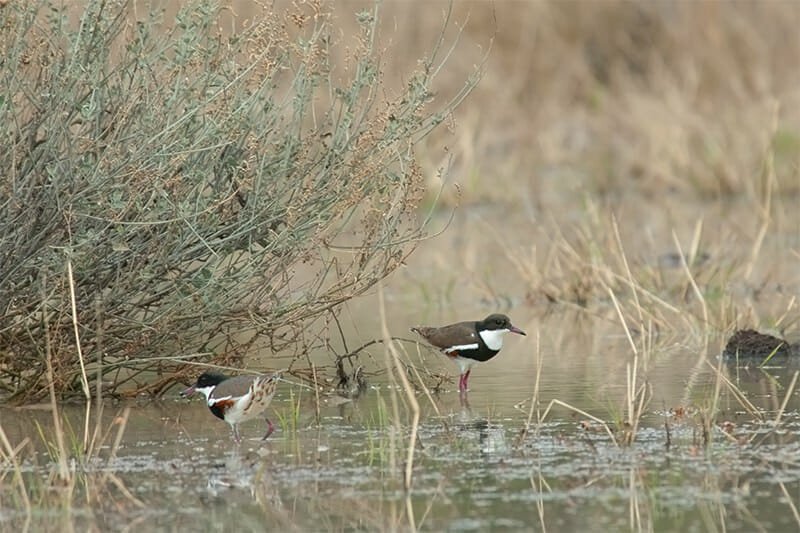 Red-kneed dotterel